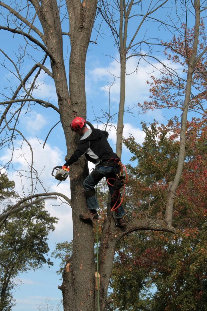 Tree-Arborist