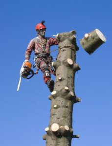 Arborist