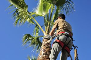 arborist-trimming-palm-tree