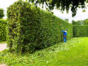 hedge-trimming