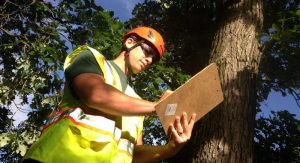 consulting-arborist