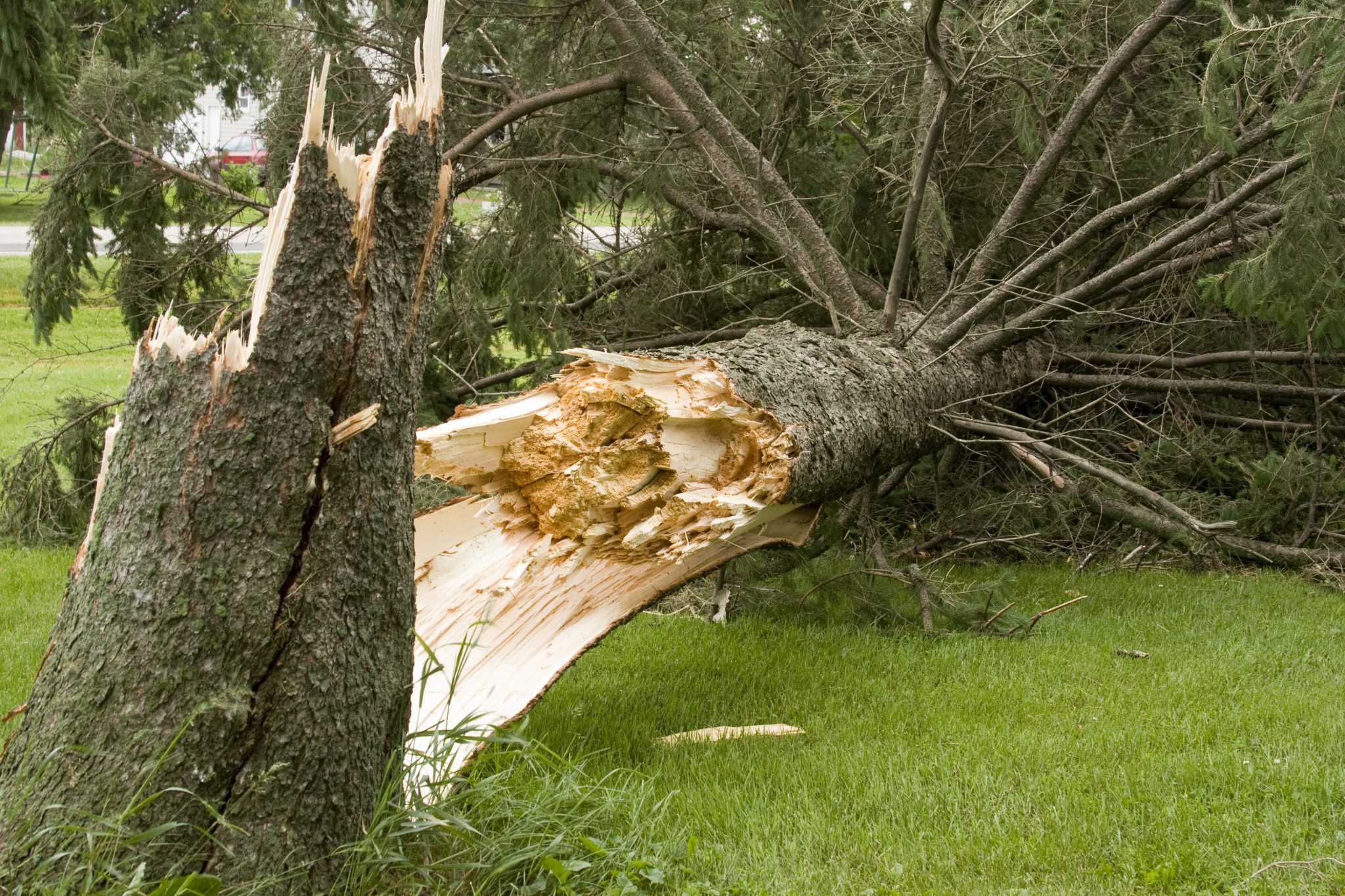 Who Is Responsible For Fallen Tree Removal Your Local Tree Surgeon 