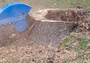 tree-stump-grinding