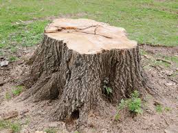 tree-stump-removal-cost