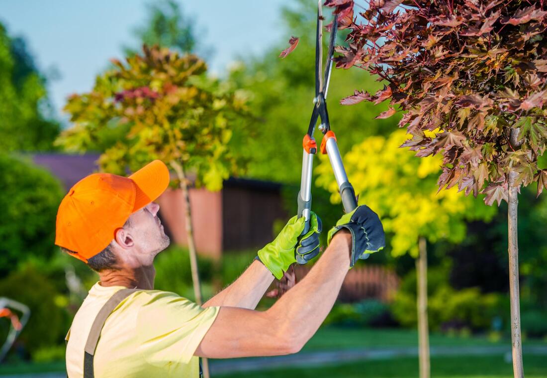 What&#39;s the Difference Between Pruning and Trimming? - Your Local Tree  Surgeon Services Costs Guide